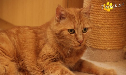Katze Mutzi (Foto by Tiereck.at - Lavanttaler Tierhilfe)