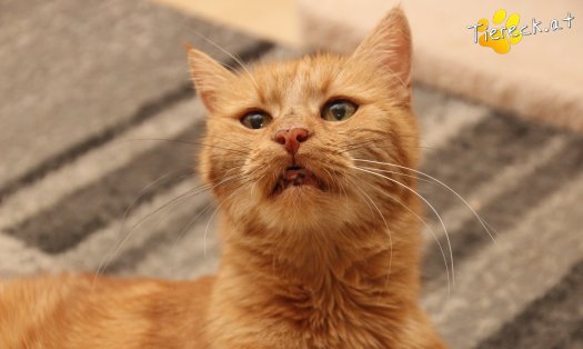 Katze Mutzi (Foto by Tiereck.at - Lavanttaler Tierhilfe)