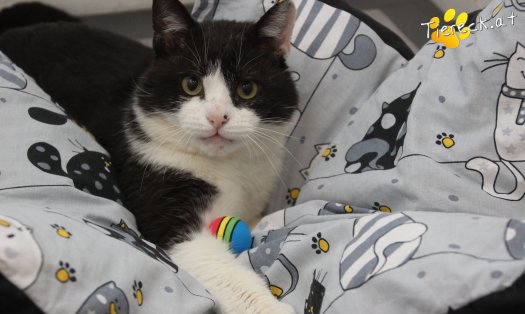 Katze Balou (Foto by Tiereck.at - Lavanttaler Tierhilfe)