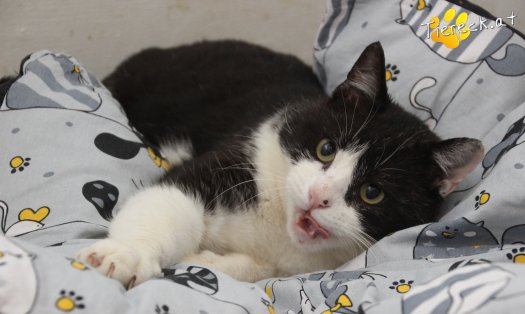 Katze Balou (Foto by Tiereck.at - Lavanttaler Tierhilfe)