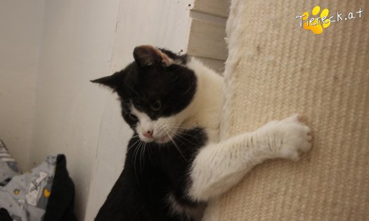 Katze Balou (Foto by Tiereck.at - Lavanttaler Tierhilfe)