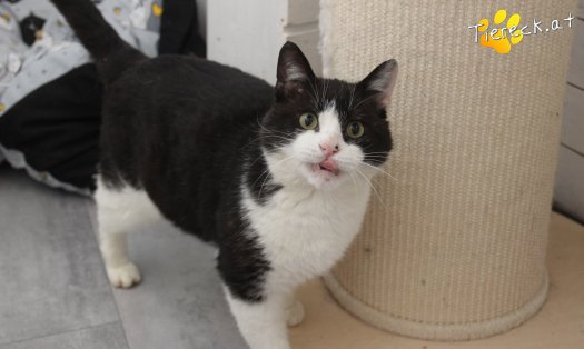 Katze Balou (Foto by Tiereck.at - Lavanttaler Tierhilfe)