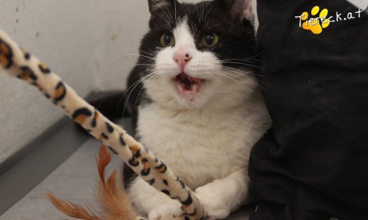 Katze Balou (Foto by Tiereck.at - Lavanttaler Tierhilfe)