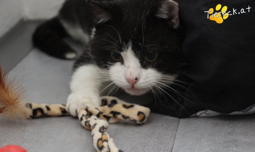 Katze Balou (Foto by Tiereck.at - Lavanttaler Tierhilfe)