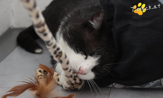 Katze Balou (Foto by Tiereck.at - Lavanttaler Tierhilfe)