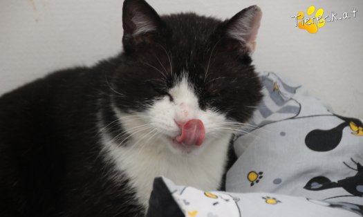 Katze Balou (Foto by Tiereck.at - Lavanttaler Tierhilfe)
