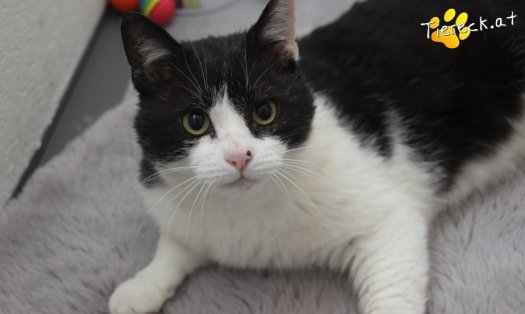Katze Balou (Foto by Tiereck.at - Lavanttaler Tierhilfe)