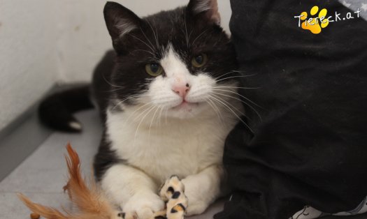 Katze Balou (Foto by Tiereck.at - Lavanttaler Tierhilfe)