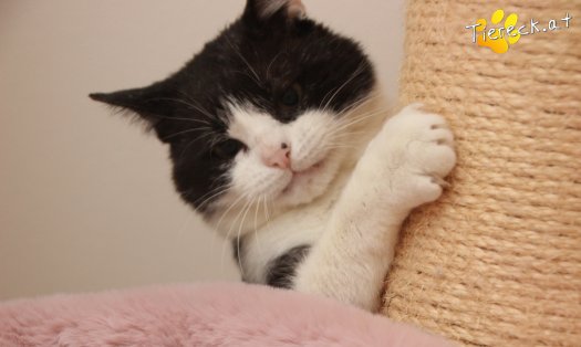 Katze Balou (Foto by Tiereck.at - Lavanttaler Tierhilfe)