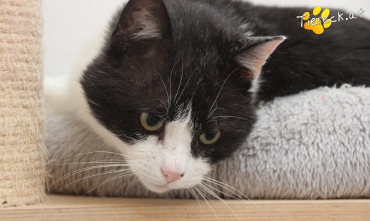 Katze Balou (Foto by Tiereck.at - Lavanttaler Tierhilfe)