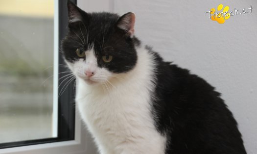 Katze Balou (Foto by Tiereck.at - Lavanttaler Tierhilfe)