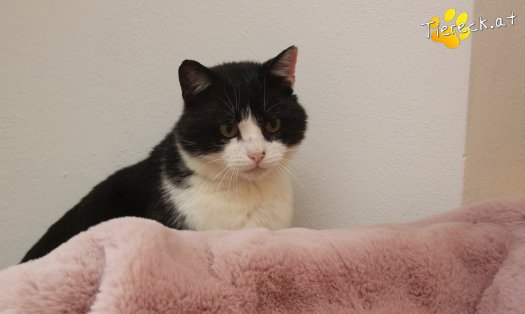 Katze Balou (Foto by Tiereck.at - Lavanttaler Tierhilfe)