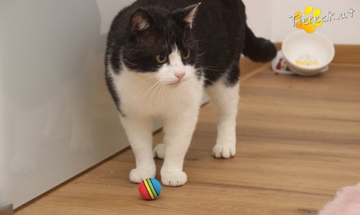 Katze Balou (Foto by Tiereck.at - Lavanttaler Tierhilfe)