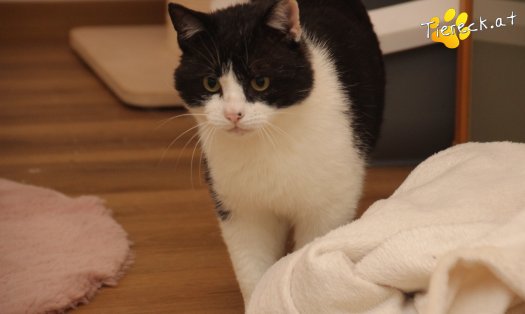 Katze Balou (Foto by Tiereck.at - Lavanttaler Tierhilfe)