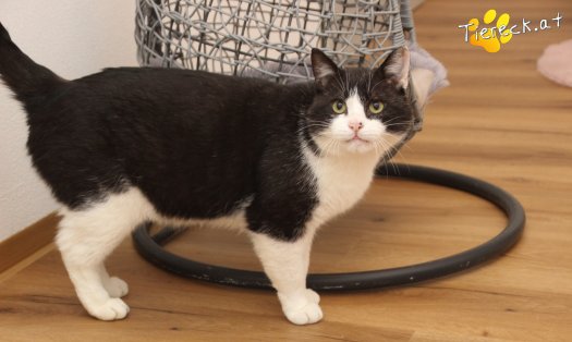 Katze Balou (Foto by Tiereck.at - Lavanttaler Tierhilfe)