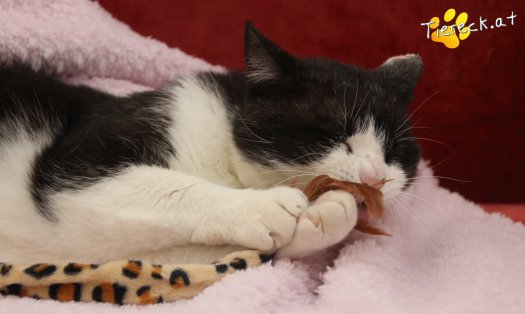 Katze Balou (Foto by Tiereck.at - Lavanttaler Tierhilfe)