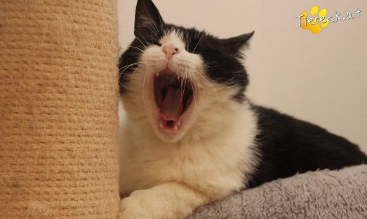 Katze Balou (Foto by Tiereck.at - Lavanttaler Tierhilfe)