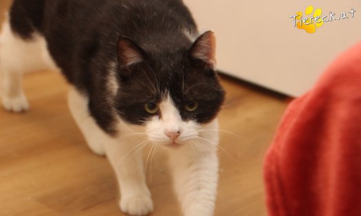 Katze Balou (Foto by Tiereck.at - Lavanttaler Tierhilfe)