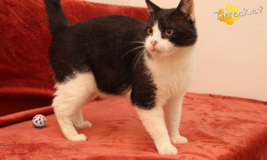 Katze Balou (Foto by Tiereck.at - Lavanttaler Tierhilfe)
