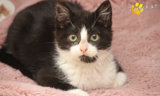 Katze Felix (Foto by Tiereck.at - Lavanttaler Tierhilfe)