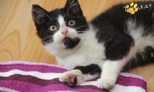 Katze Felix (Foto by Tiereck.at - Lavanttaler Tierhilfe)