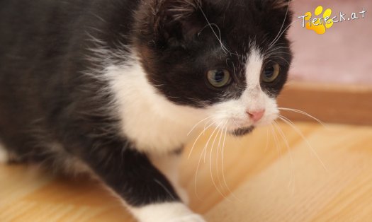 Katze Felix (Foto by Tiereck.at - Lavanttaler Tierhilfe)