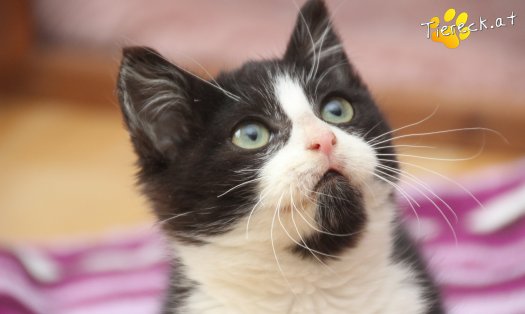 Katze Felix (Foto by Tiereck.at - Lavanttaler Tierhilfe)