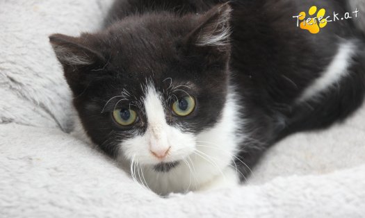 Katze Felix (Foto by Tiereck.at - Lavanttaler Tierhilfe)