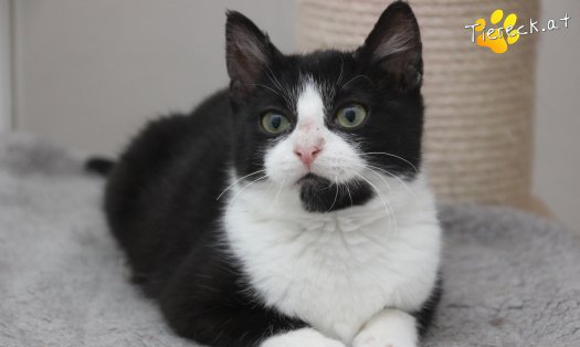 Katze Felix (Foto by Tiereck.at - Lavanttaler Tierhilfe)
