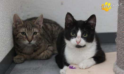 Katze Felix (Foto by Tiereck.at - Lavanttaler Tierhilfe)