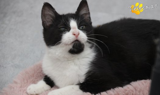 Katze Felix (Foto by Tiereck.at - Lavanttaler Tierhilfe)