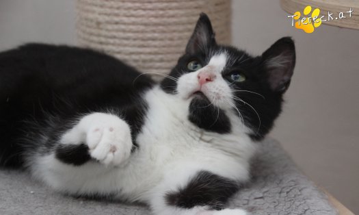 Katze Felix (Foto by Tiereck.at - Lavanttaler Tierhilfe)
