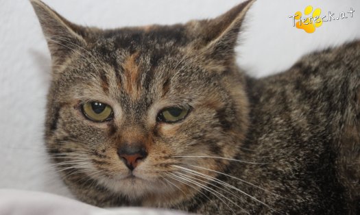 Katze Athena (Foto by Tiereck.at - Lavanttaler Tierhilfe)