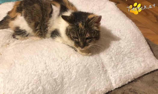 Katze Nelly (Foto by Tiereck.at - Lavanttaler Tierhilfe)