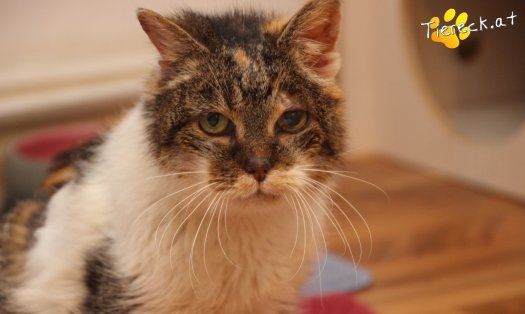 Katze Nelly (Foto by Tiereck.at - Lavanttaler Tierhilfe)