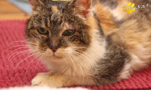 Katze Nelly (Foto by Tiereck.at - Lavanttaler Tierhilfe)