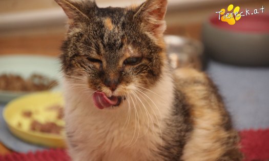 Katze Nelly (Foto by Tiereck.at - Lavanttaler Tierhilfe)