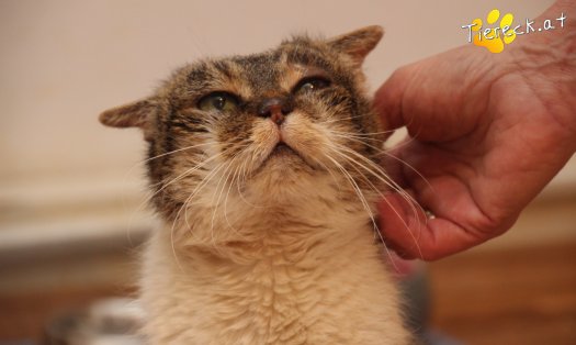 Katze Nelly (Foto by Tiereck.at - Lavanttaler Tierhilfe)