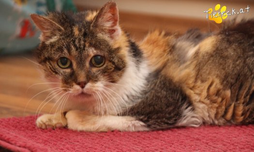 Katze Nelly (Foto by Tiereck.at - Lavanttaler Tierhilfe)