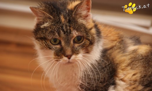 Katze Nelly (Foto by Tiereck.at - Lavanttaler Tierhilfe)