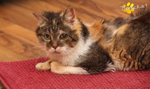 Katze Nelly (Foto by Tiereck.at - Lavanttaler Tierhilfe)