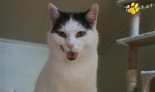 Katze Coco (Foto by Tiereck.at - Lavanttaler Tierhilfe)