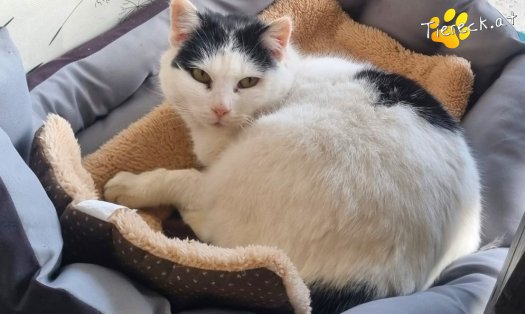 Katze Coco (Foto by Tiereck.at - Lavanttaler Tierhilfe)