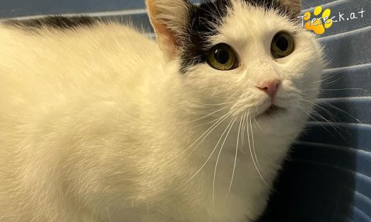 Katze Coco (Foto by Tiereck.at - Lavanttaler Tierhilfe)