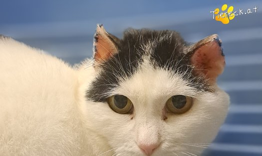 Katze Coco (Foto by Tiereck.at - Lavanttaler Tierhilfe)