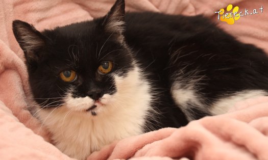 Katze Vida (Foto by Tiereck.at - Lavanttaler Tierhilfe)