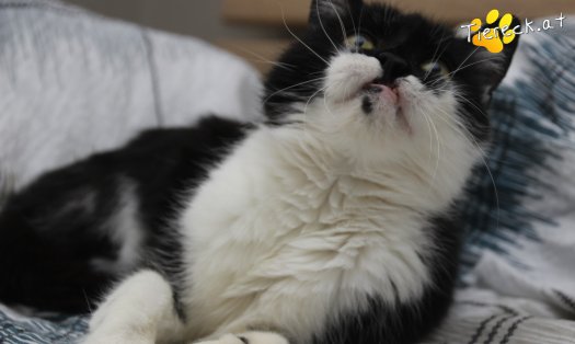 Katze Vida (Foto by Tiereck.at - Lavanttaler Tierhilfe)