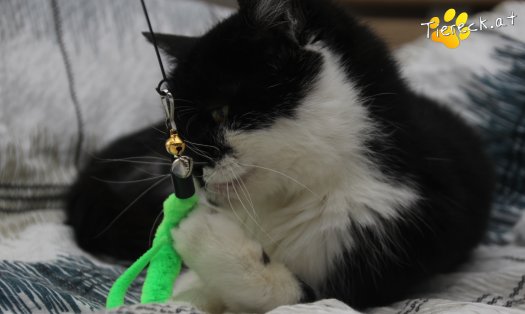 Katze Vida (Foto by Tiereck.at - Lavanttaler Tierhilfe)