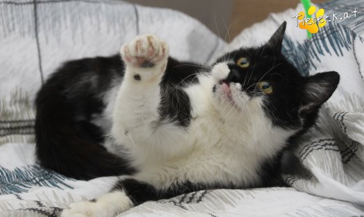 Katze Vida (Foto by Tiereck.at - Lavanttaler Tierhilfe)