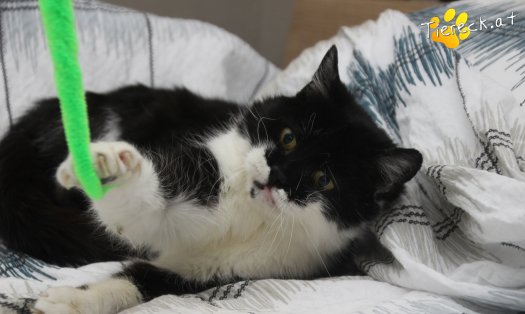 Katze Vida (Foto by Tiereck.at - Lavanttaler Tierhilfe)